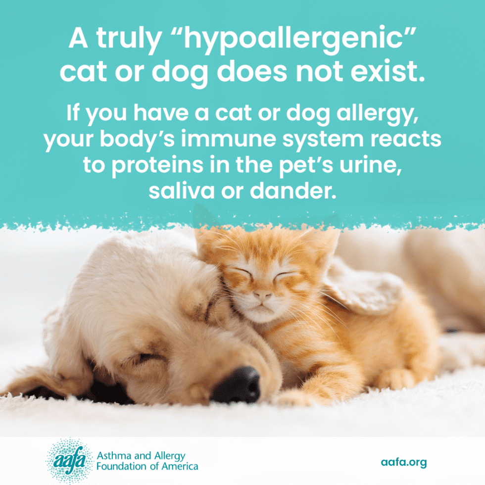 Allergic to Your Pet? Learn About Dog and Cat Allergies