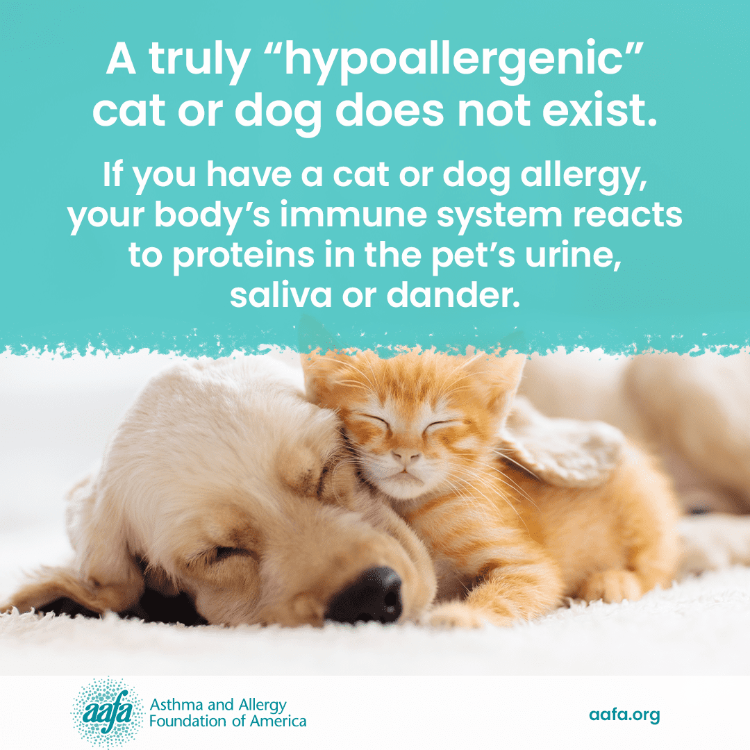 how do i know if i am allergic to my dog