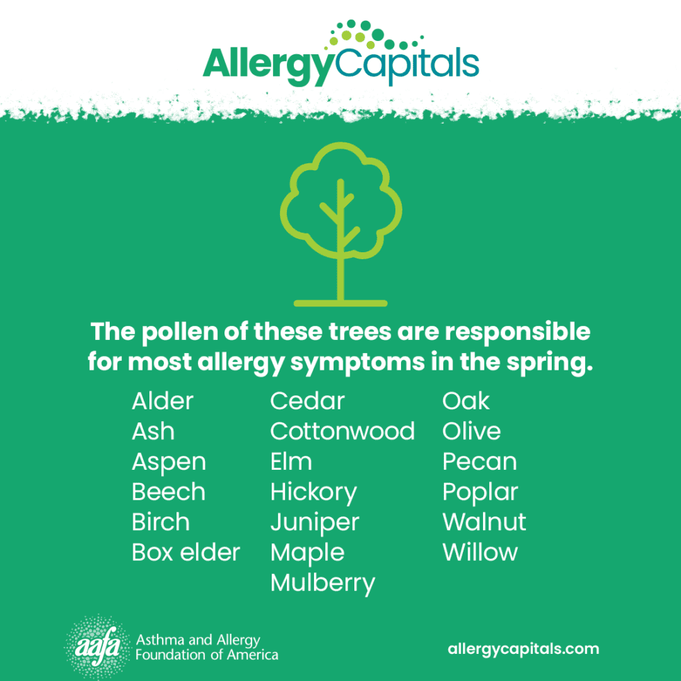 Tree Pollen Allergy
