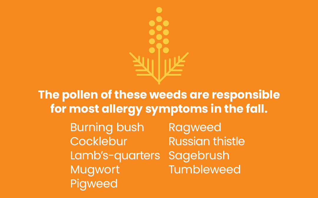 Rise of Weed Pollen and Return to School Ushers in Sneezing Season