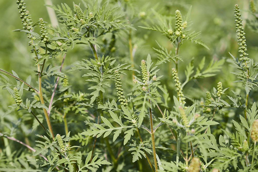 Ragweed Pollen Allergy | AAFA.org