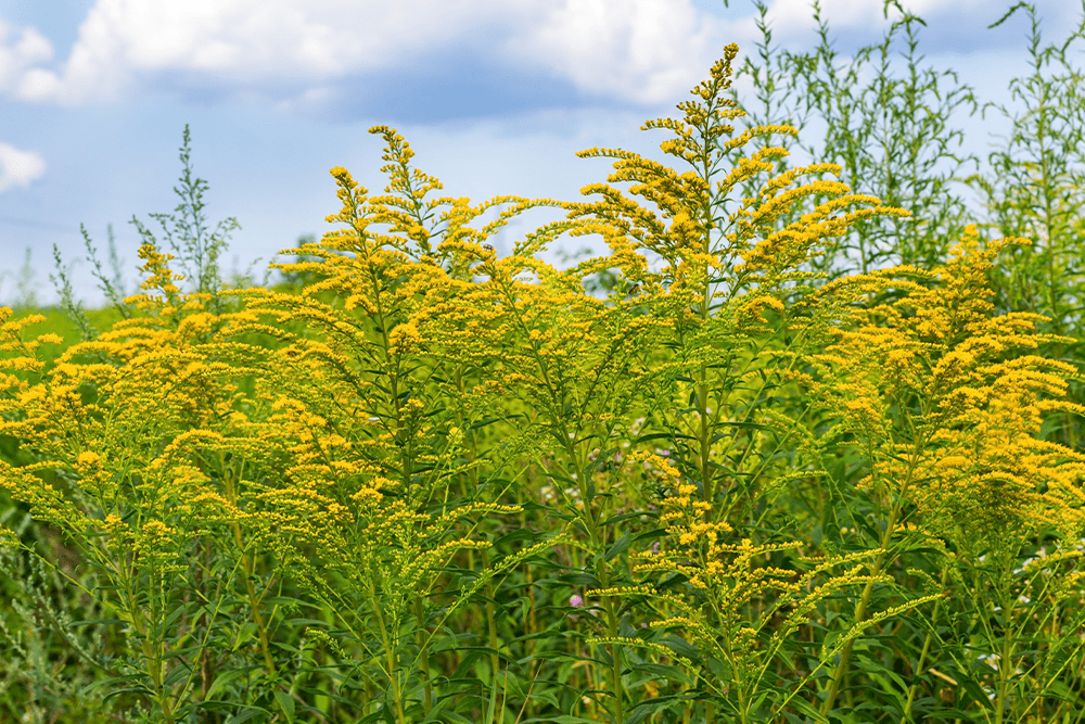 Goldenrod in a field against a cloudy blue sky