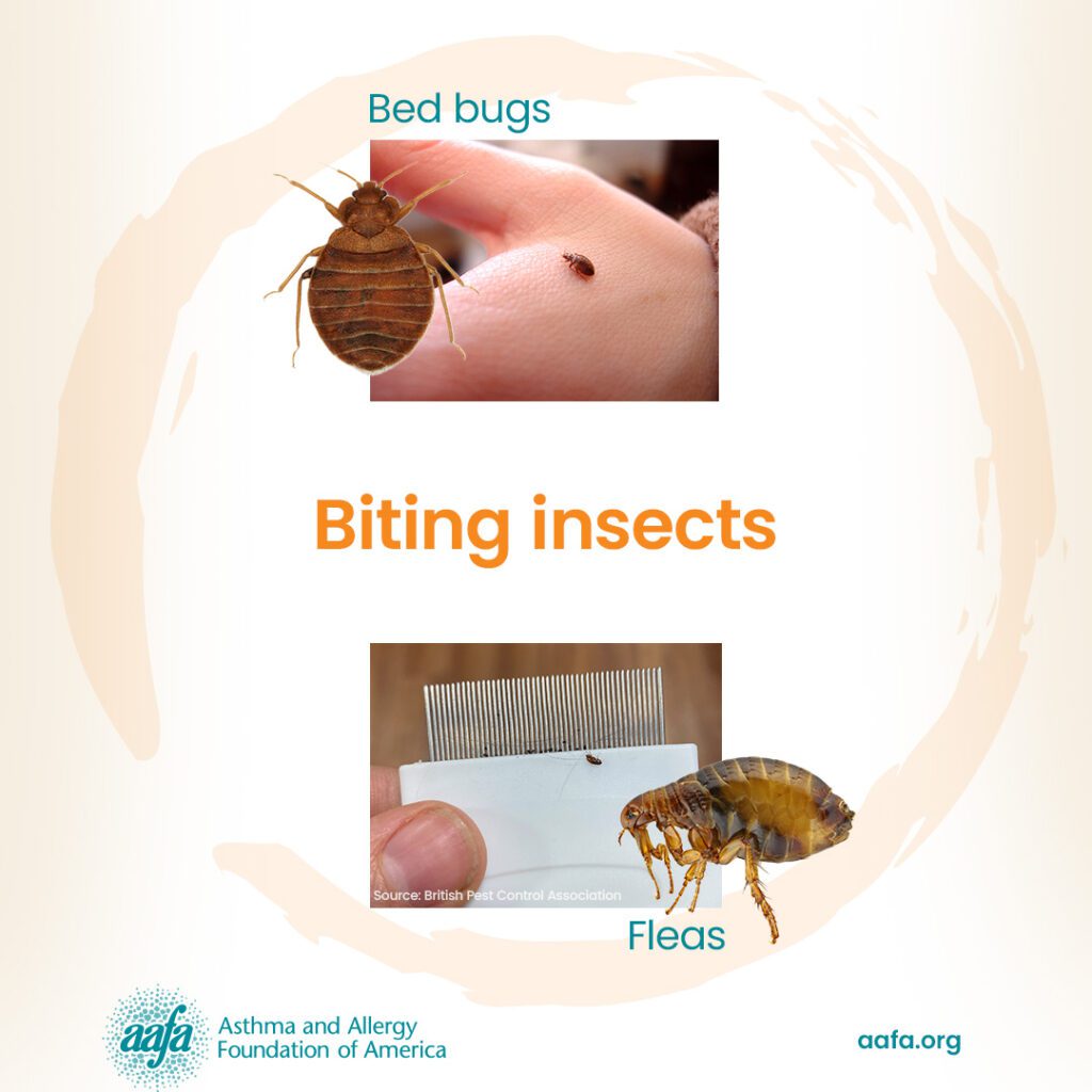 Bed bug and fleas biting insects