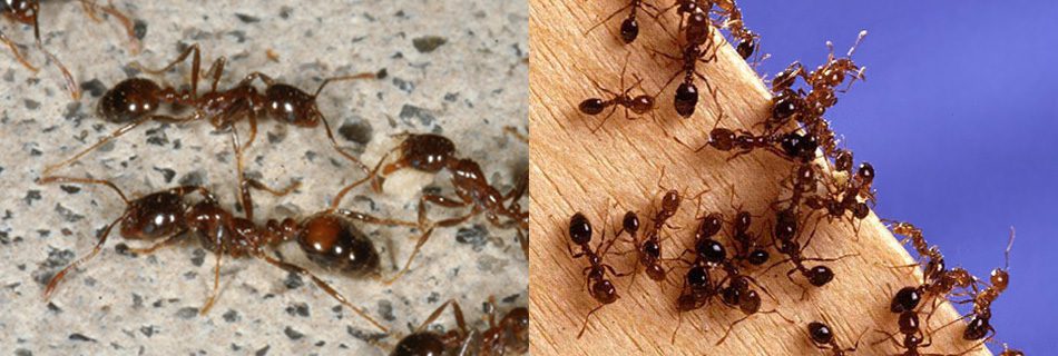 Fire ants