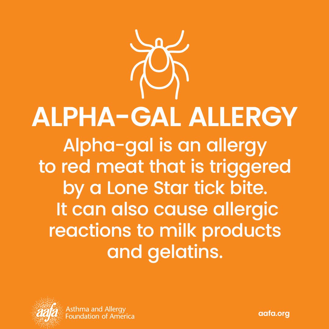 Alpha-gal is an allergy to red meat that is triggered by a Lone Star tick bite. It can also cause allergic reactions to milk products and gelatins.