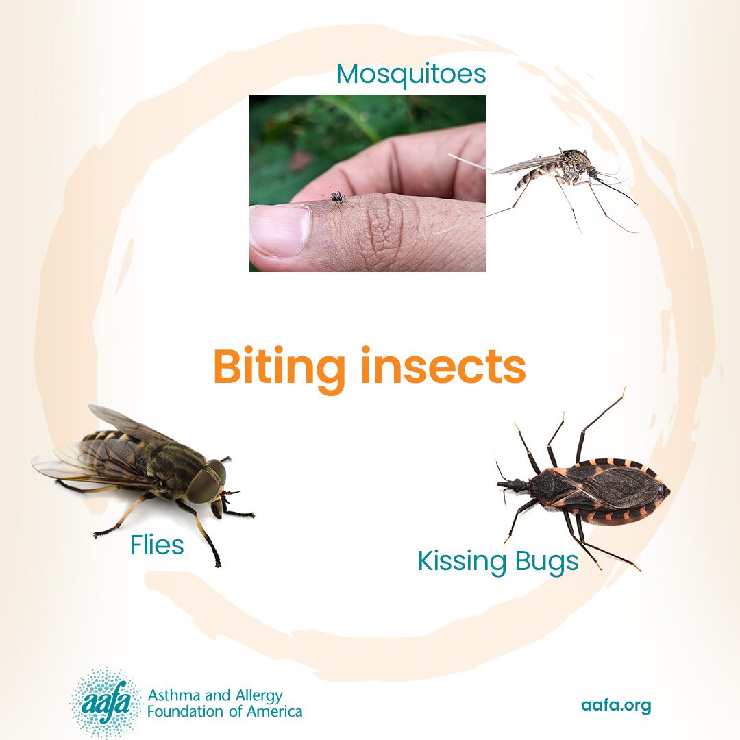 Mosquitoes, flies, and kissing bugs biting insects