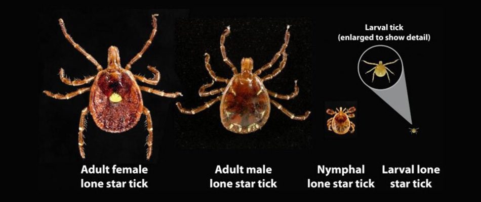Stages of a lone star tick