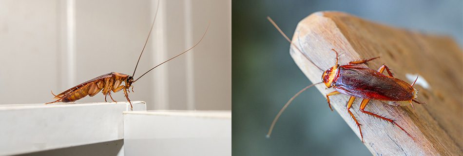 cockroaches on a counter and a piece of wood
