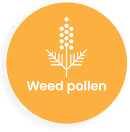 Weed pollen