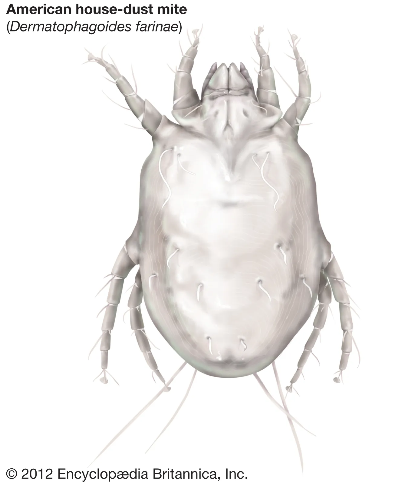 Closeup image of an American house dust mite